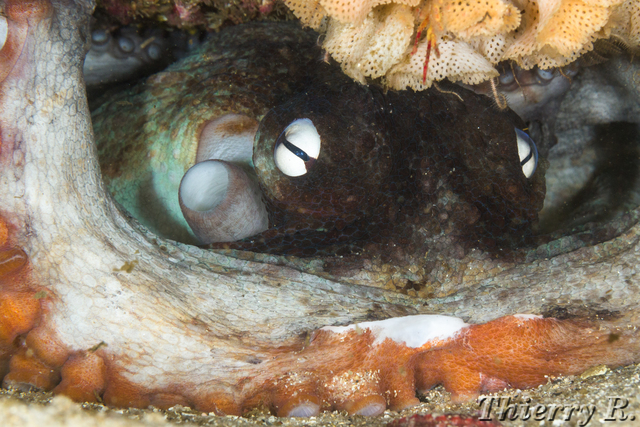 Octopus tetricus - Sydney Octopus - Shark Point