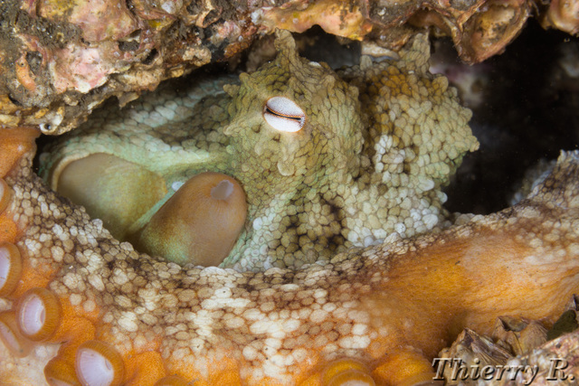 Octopus tetricus - Sydney Octopus - Pipeline