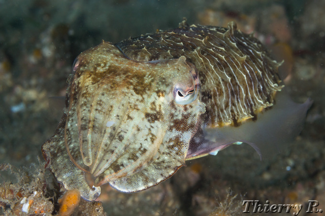 Sepia plangon - Mourning Cuttlefish - Pipeline