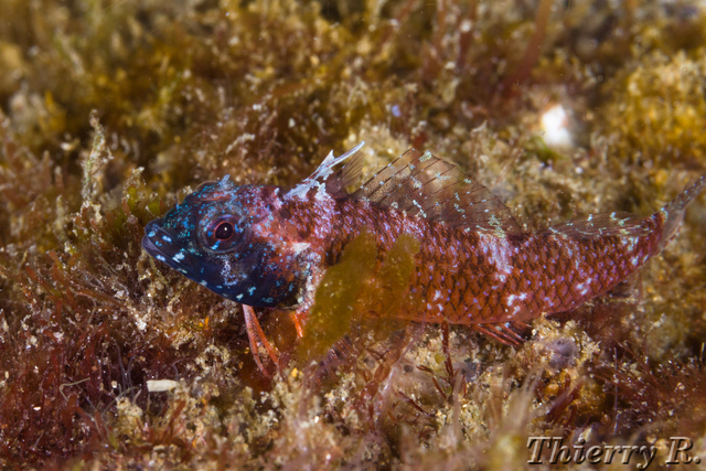 Enneapterygius atrogulare - Ring Scale Triplefin - Camp Cove