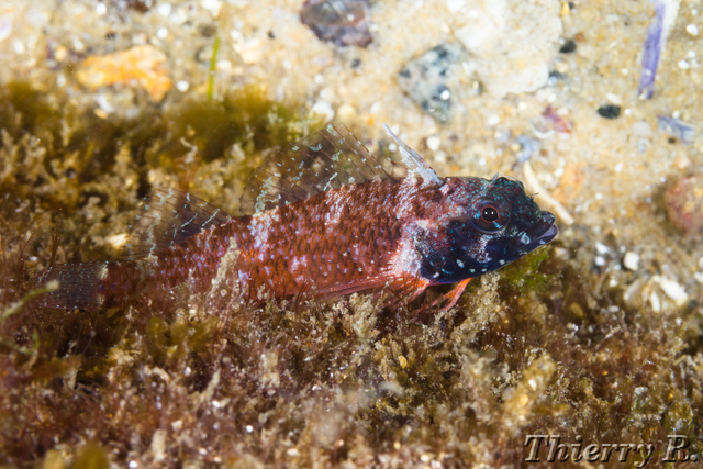 Enneapterygius atrogulare - Ring Scale Triplefin - Camp Cove