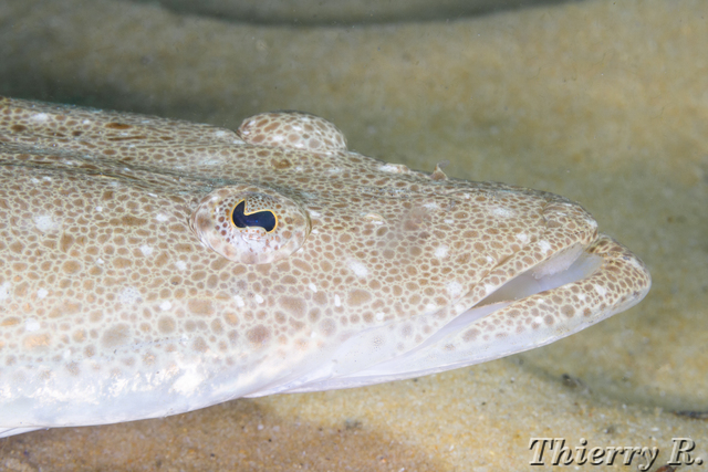 Platycephalus fuscus - Dusky Flathead - Camp Cove