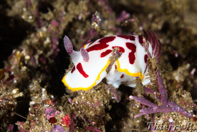 Chromodoris splendida - Splendid Chromodoris - Shark Point