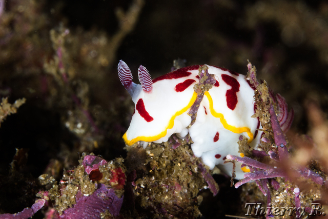 Chromodoris splendida - Splendid Chromodoris - Shark Point