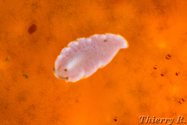 Flatworm - Flatworm - Shark Point