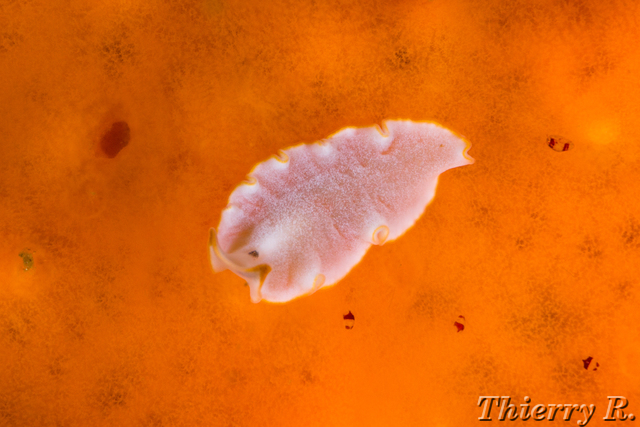 Flatworm - Flatworm - Shark Point