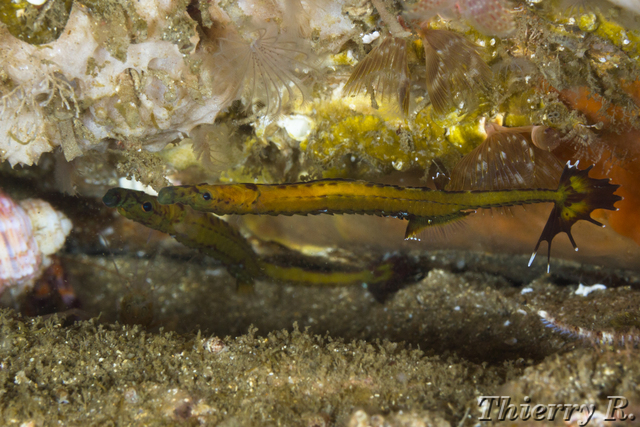 Heraldia nocturna - Upside-down Pipefish - Shark Point