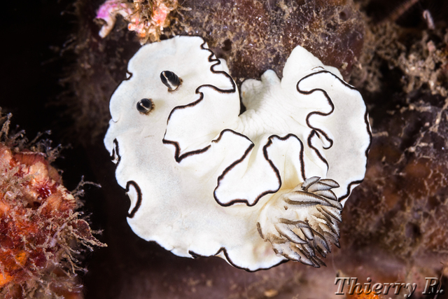 Glossodoris atromarginata - Black Margined Glossodoris - Bare Is