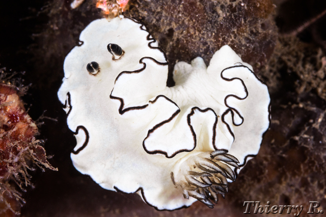 Glossodoris atromarginata - Black Margined Glossodoris - Bare Is