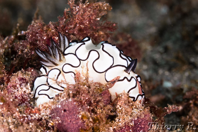 Glossodoris atromarginata - Black Margined Glossodoris - Bare Is