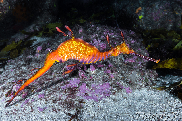 Phyllopteryx taeniolatus - Weedy Seadragon - The Leap