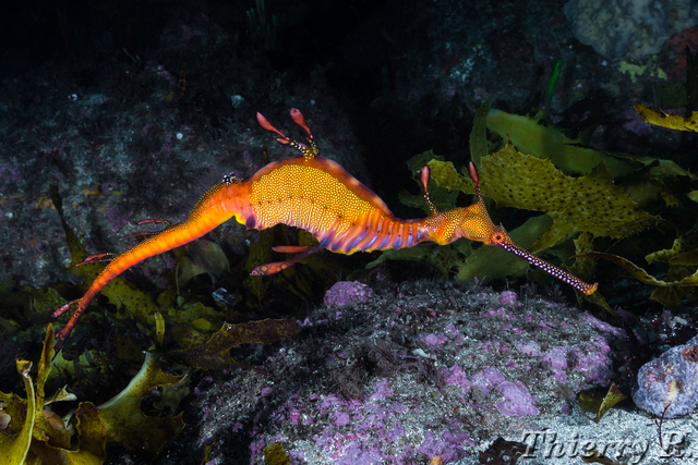 Phyllopteryx taeniolatus - Weedy Seadragon - The Leap
