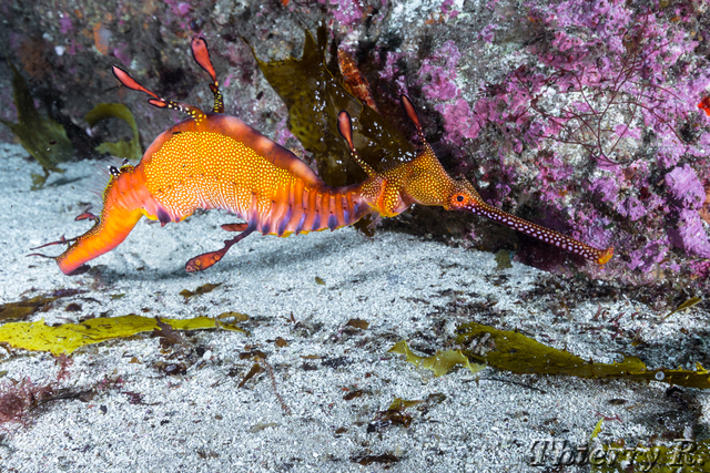Phyllopteryx taeniolatus - Weedy Seadragon - The Leap