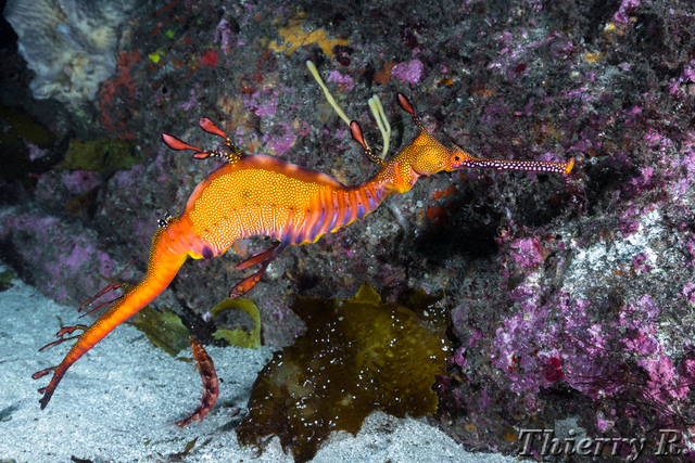 Phyllopteryx taeniolatus - Weedy Seadragon - The Leap