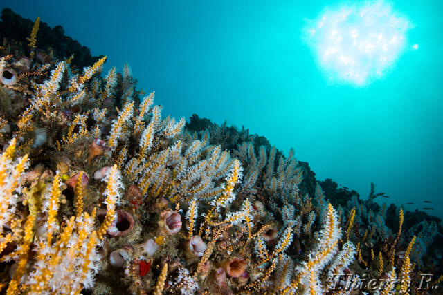 Sponge - Sponge - Shark Point
