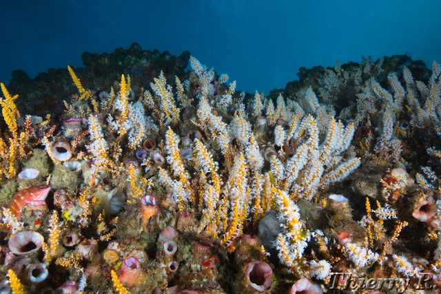 Sponge - Sponge - Shark Point