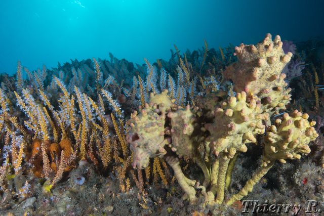 Sponge - Sponge - Shark Point