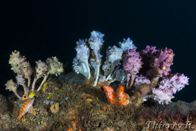 Sponge - Sponge - Shark Point
