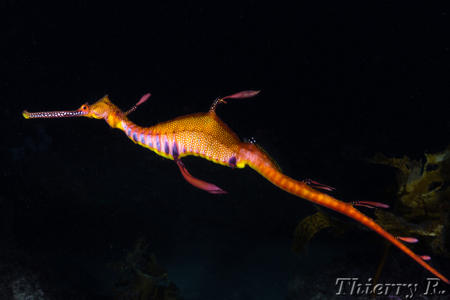 Phyllopteryx taeniolatus - Weedy Seadragon - Shark Point