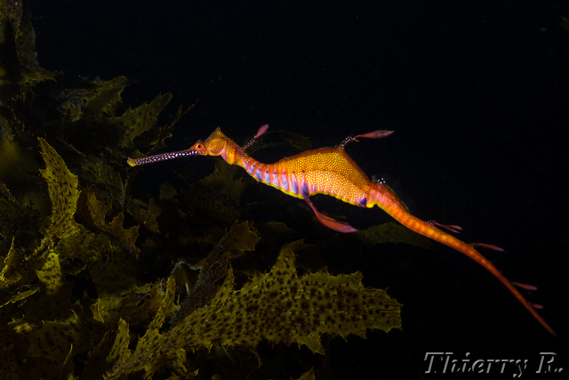 Phyllopteryx taeniolatus - Weedy Seadragon - Shark Point
