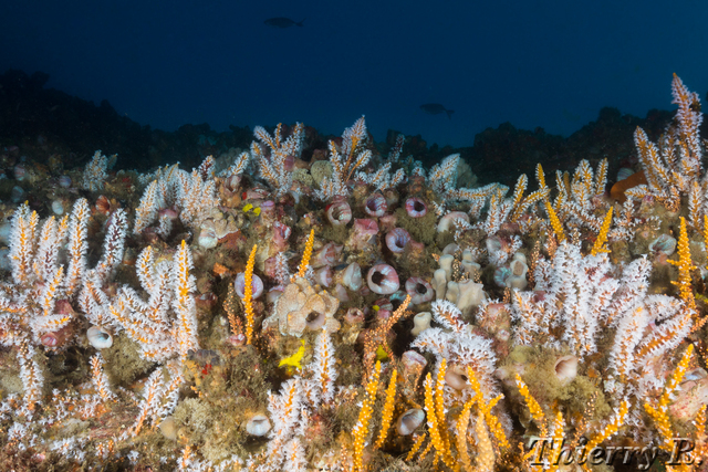 Carijoa sp. - Carijoa sp. - Shark Point
