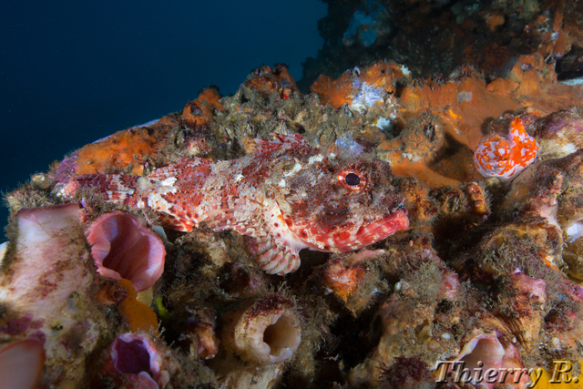 Scorpaena cardinalis - Red Rock Cod - Shark Point