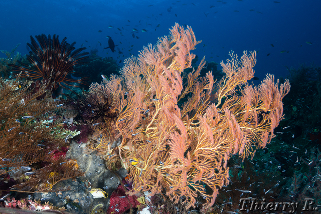 Coral - Coral - Melissas Garden