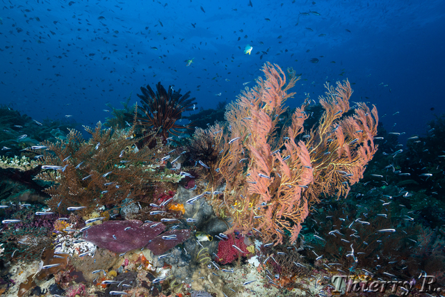 Coral - Coral - Melissas Garden