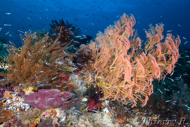 Coral - Coral - Melissas Garden
