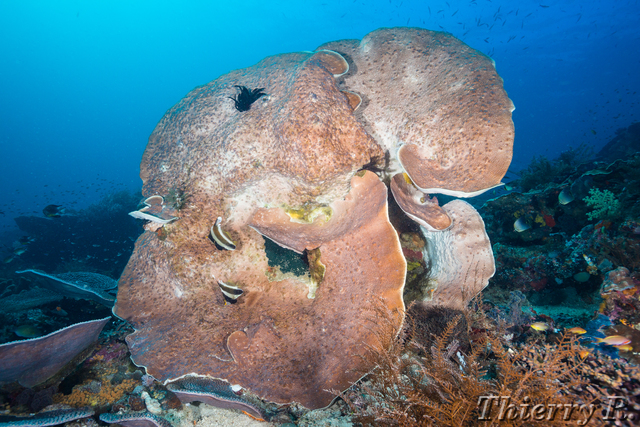 Coral - Coral - Melissas Garden
