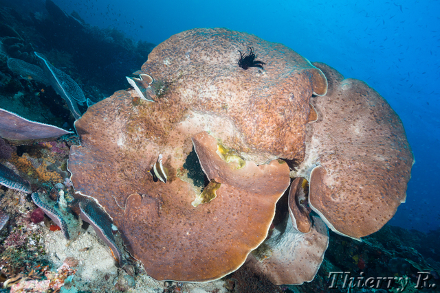 Coral - Coral - Melissas Garden