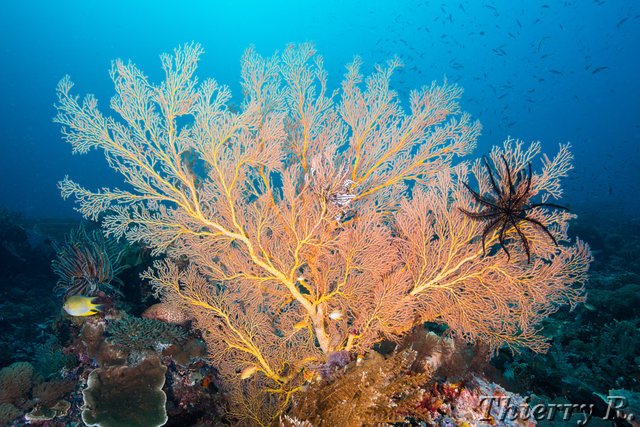 Coral - Coral - Melissas Garden