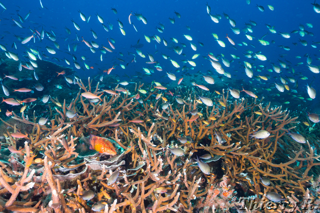 Coral - Coral - Melissas Garden