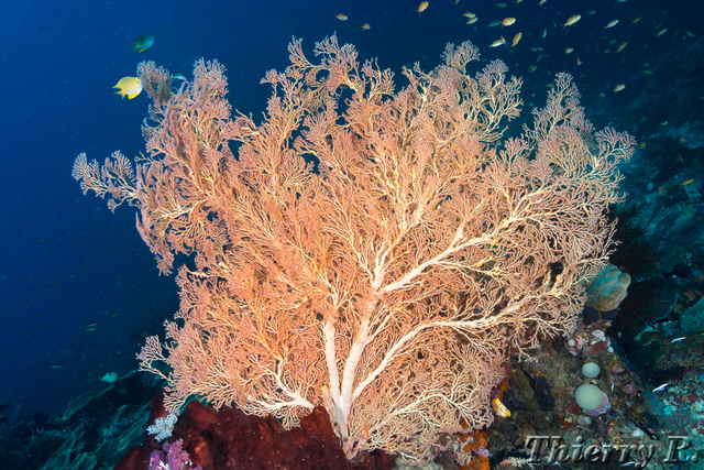 Coral - Coral - Melissas Garden