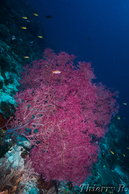Coral - Coral - Melissas Garden