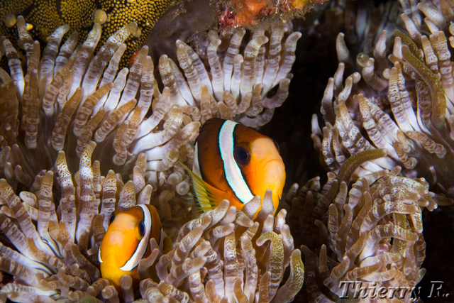 Amphiprion clarkii - Clarks Anemonefish - Fam Wall