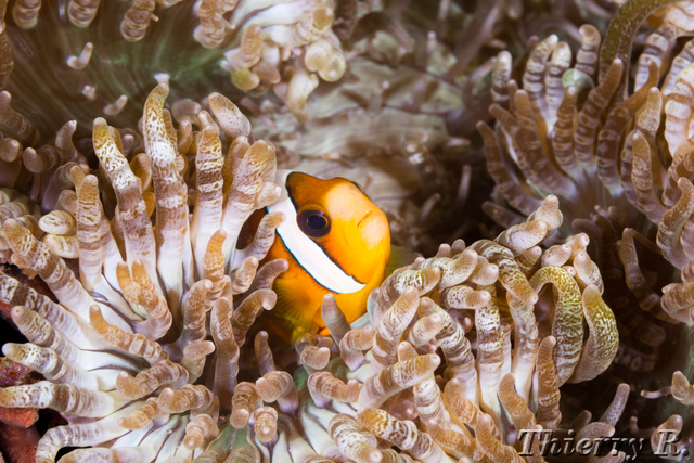 Amphiprion clarkii - Clarks Anemonefish - Fam Wall