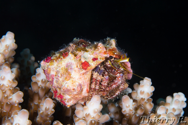 Dardanus lagopodes - Hairy Red Hermit Crab - Sagof Kecil