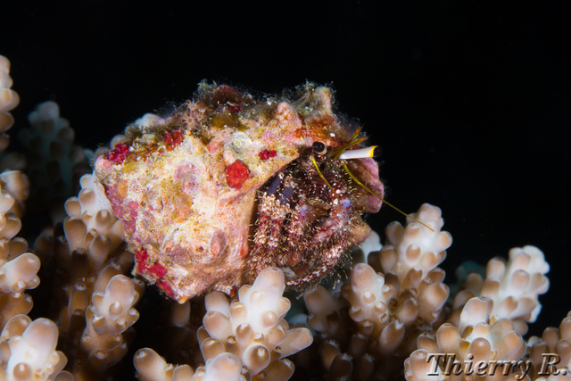 Dardanus lagopodes - Hairy Red Hermit Crab - Sagof Kecil