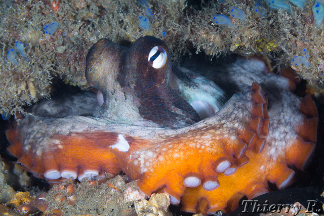 Octopus tetricus - Sydney Octopus - Shiprock
