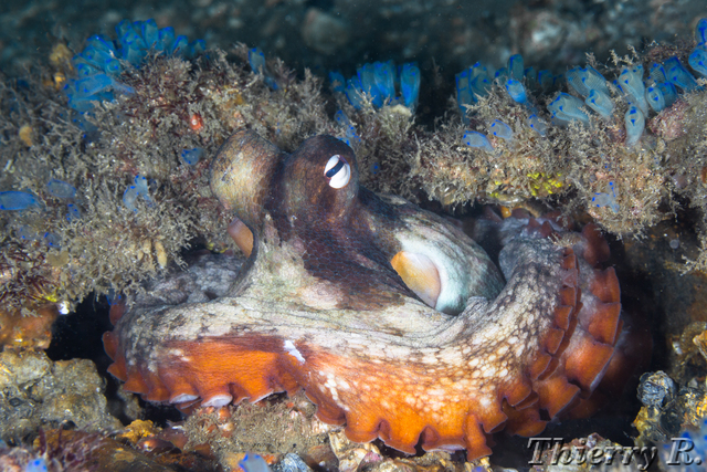 Octopus tetricus - Sydney Octopus - Shiprock