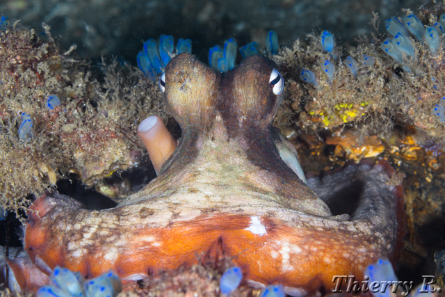 Octopus tetricus - Sydney Octopus - Shiprock