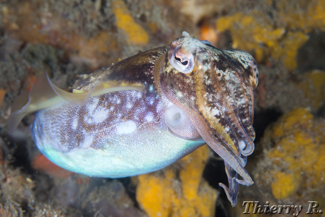 Sepia plangon - Mourning Cuttlefish - Shiprock