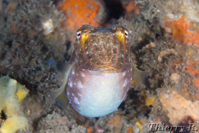 Sepia plangon - Mourning Cuttlefish - Shiprock