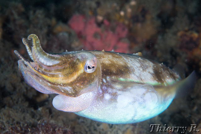 Sepia plangon - Mourning Cuttlefish - Shiprock