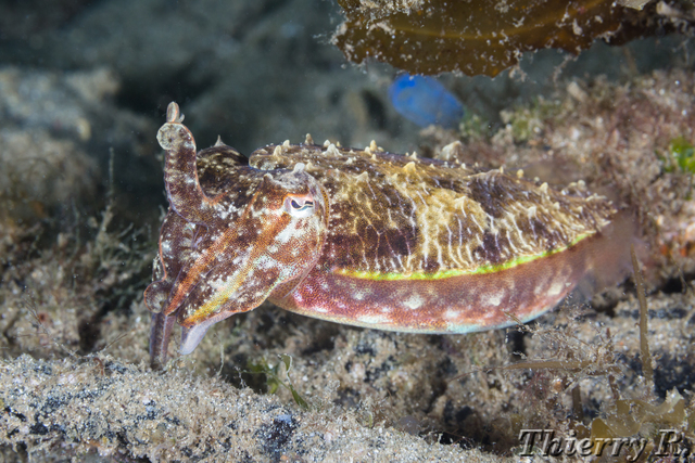 Sepia plangon - Mourning Cuttlefish - Shiprock