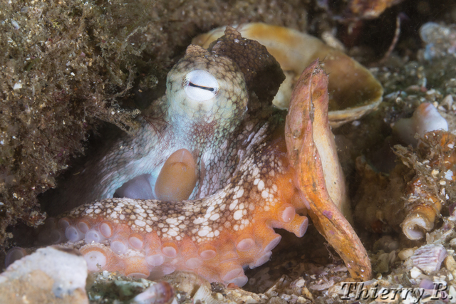 Octopus tetricus - Sydney Octopus - Bare Island