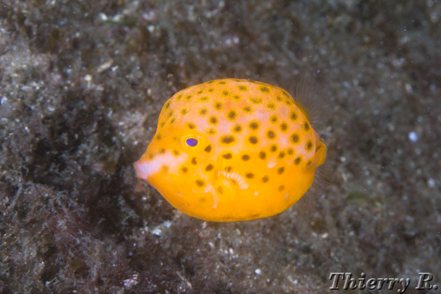 Anoplocapros inermis - Eastern Smooth Boxfish - Bare Island