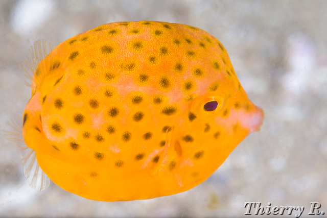 Anoplocapros inermis - Eastern Smooth Boxfish - Bare Island