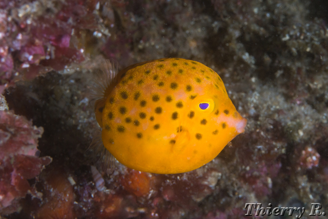 Anoplocapros inermis - Eastern Smooth Boxfish - Bare Island